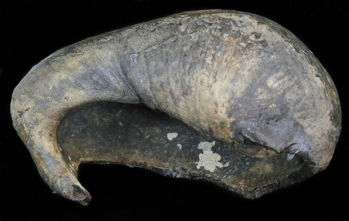 Fossil Whale Ear Bone - Miocene #40309